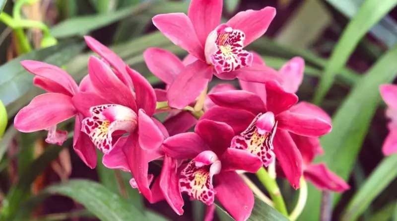 Are Cymbidium Orchids Edible
