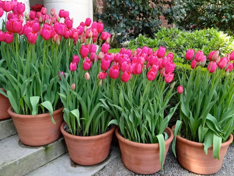 Can Tulips Grow in Las Vegas
