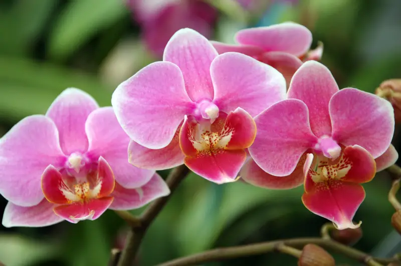 Can You Be Allergic to Orchids