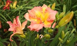 Can You Divide Day Lillies before They Bloom