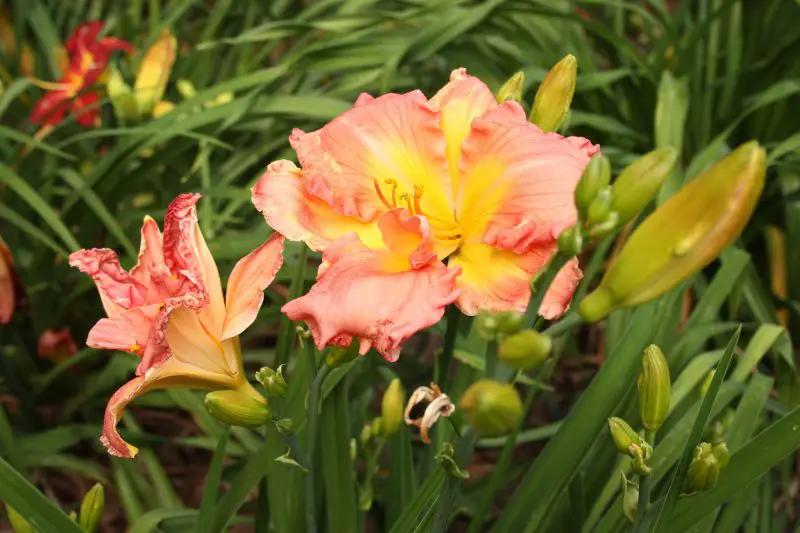 Can You Divide Day Lillies before They Bloom