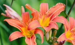 What are Day Lillies