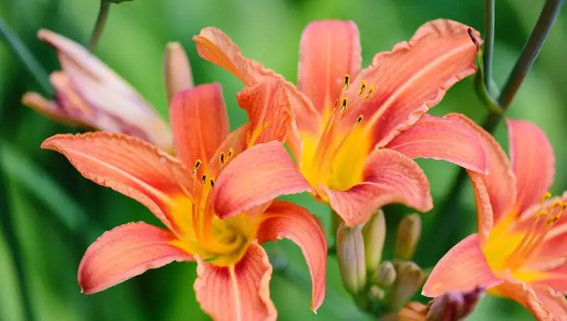 Do Day Lillies Attract Bees
