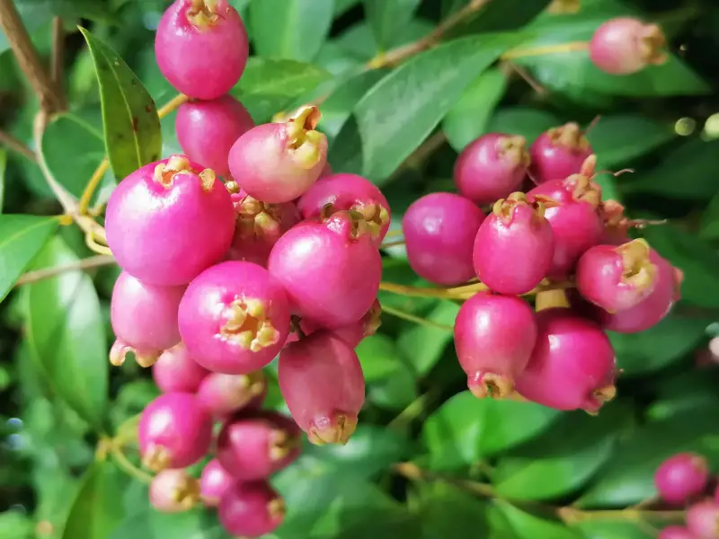 How Bush Lillies Berries