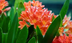 What Do Lillies Symbolize