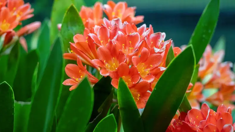 How Bush Lillies Propogate