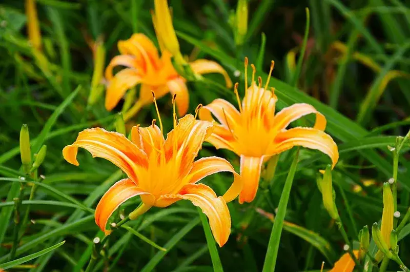 How Long Do Day Lilies Bloom