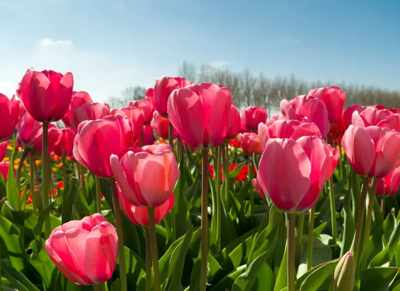 How Many Tulips Does Holland Grow