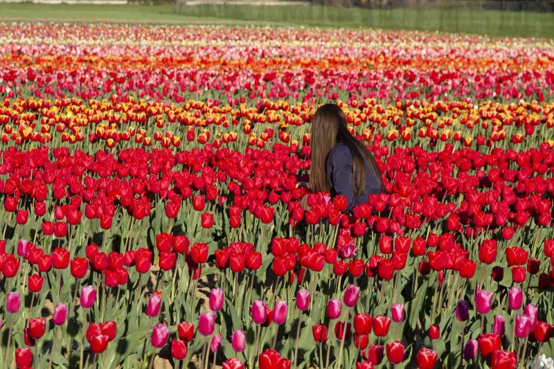 How Many Tulips Grow in the Fields of the Lord