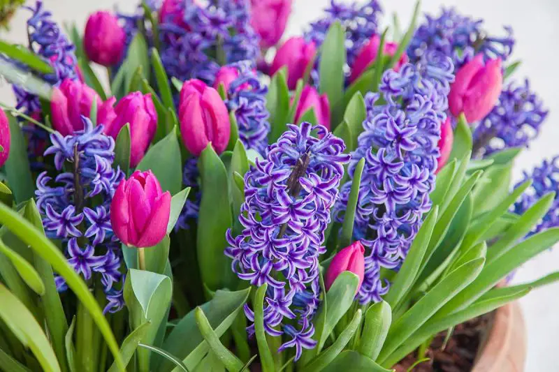 When to Cut off Hyacynths And Tulips
