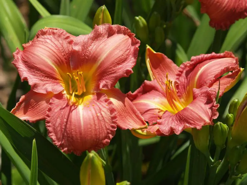 Do Day Lillies Bloom All Summer