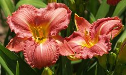 What is the Ploidy of Lillies