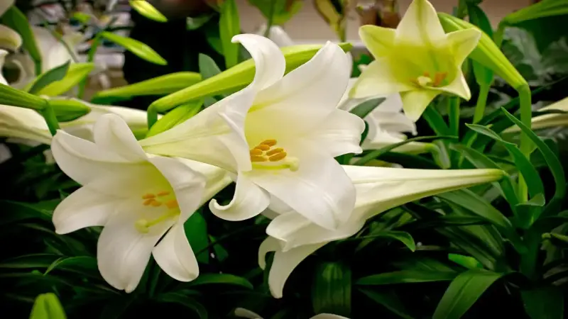 What are Lillies the Sign for