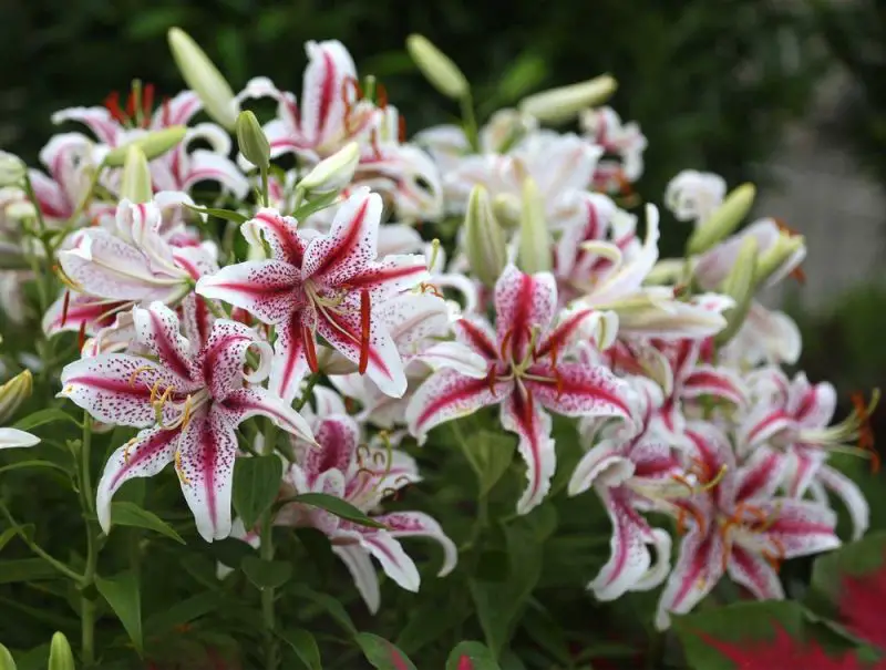 Can You Cut the Stamens Out If Lilly’S