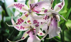 Do Day Lillies Bloom More Than Once a Season