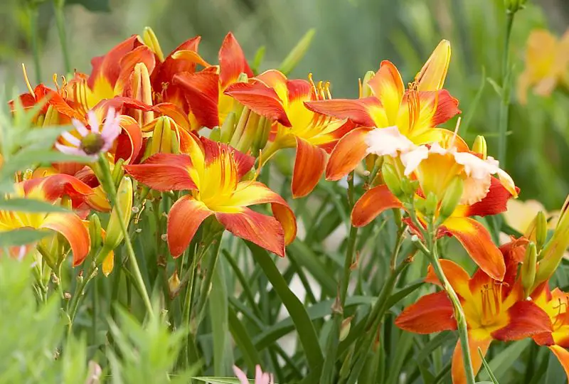 What are Day Lillies