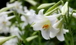 What to Do With Cala Lillies During Winter