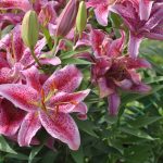 What is the Tune of Lillies