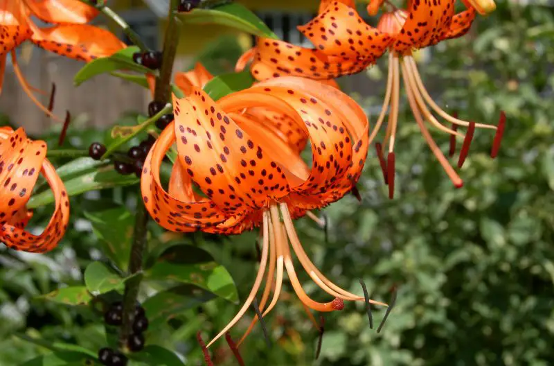Can You Buy Tiger Lillies