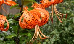 When Do Day Lillies Bloom