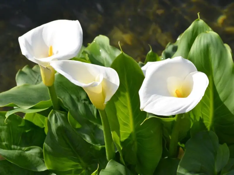 When Do Cala Lillies Bloom