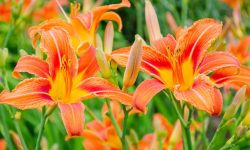 What to Do After My Lillies Die