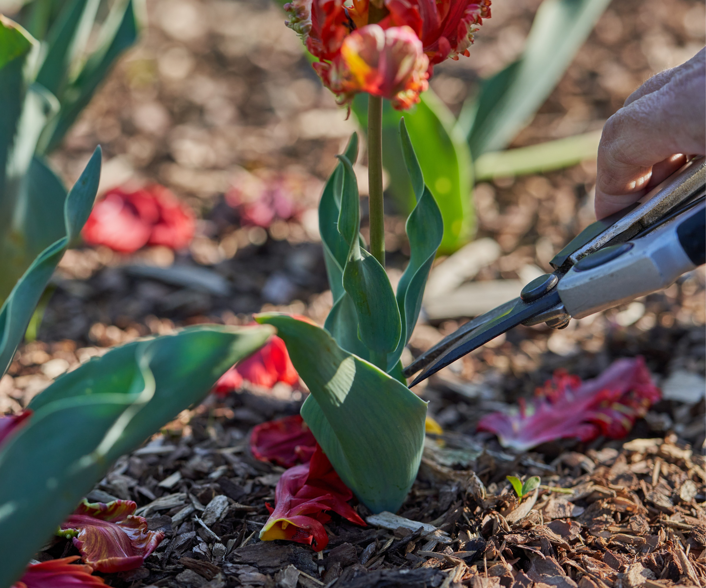 When to Cut Dead Tulips