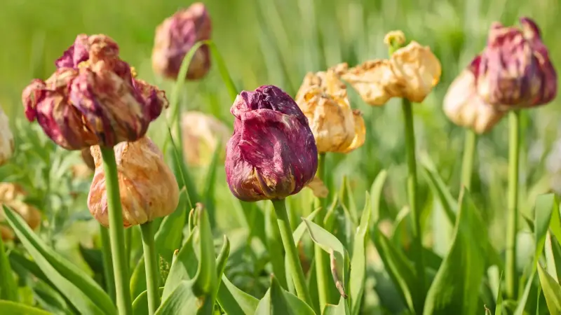 When to Cut the Leaves from Spent Tulips
