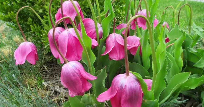 Why are My Cut Tulips Drooping