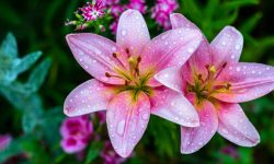 Do Day Lillies Need Water