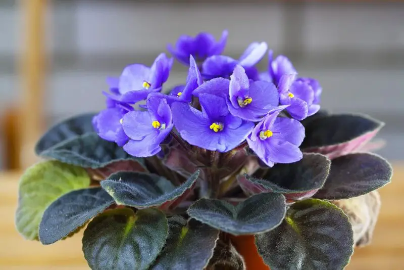 How to Keep African Violets Healthy and Flowering Nonstop
