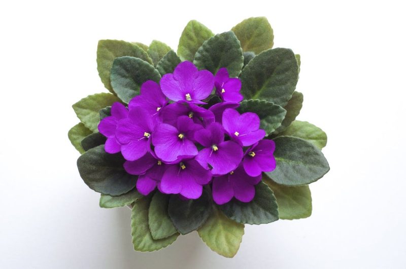 How to Keep African Violets Blooming All Year