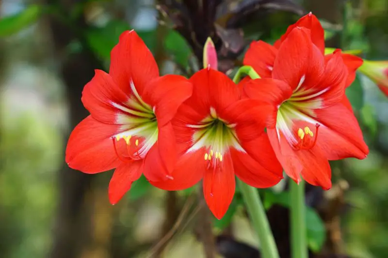 How to Make Amaryllis Rebloom: Expert Tips for Healthy Growth
