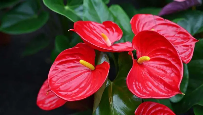 How to Care for Anthurium Plants