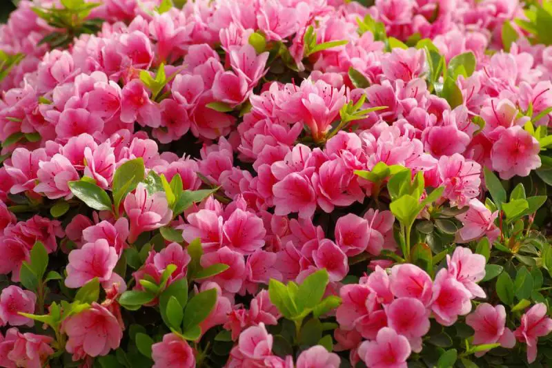 How to Care for Azalea Bushes: Expert Tips for Lush Growth