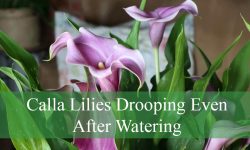Are Your Calla Lilies Drooping Even After Watering?
