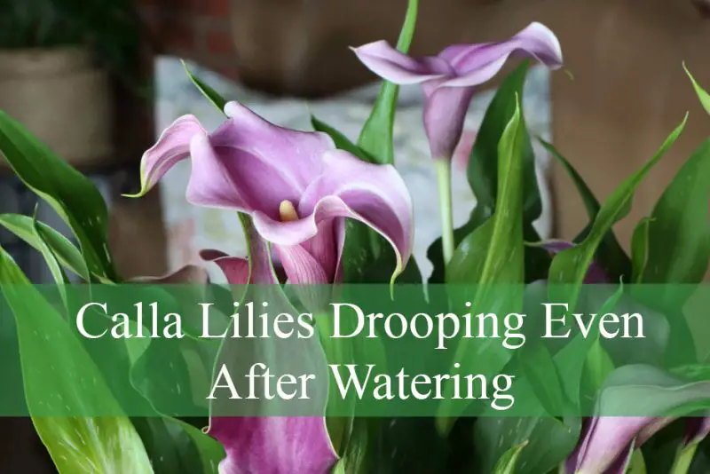 Calla Lilies Drooping Even After Watering
