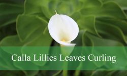 Calla Lillies Leaves Curling? Causes and Solutions Explained