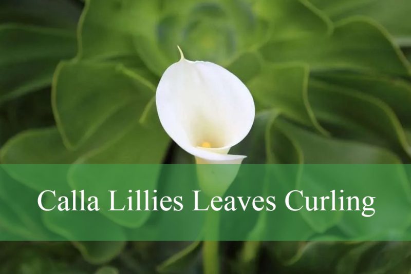 Calla Lillies Leaves Curling