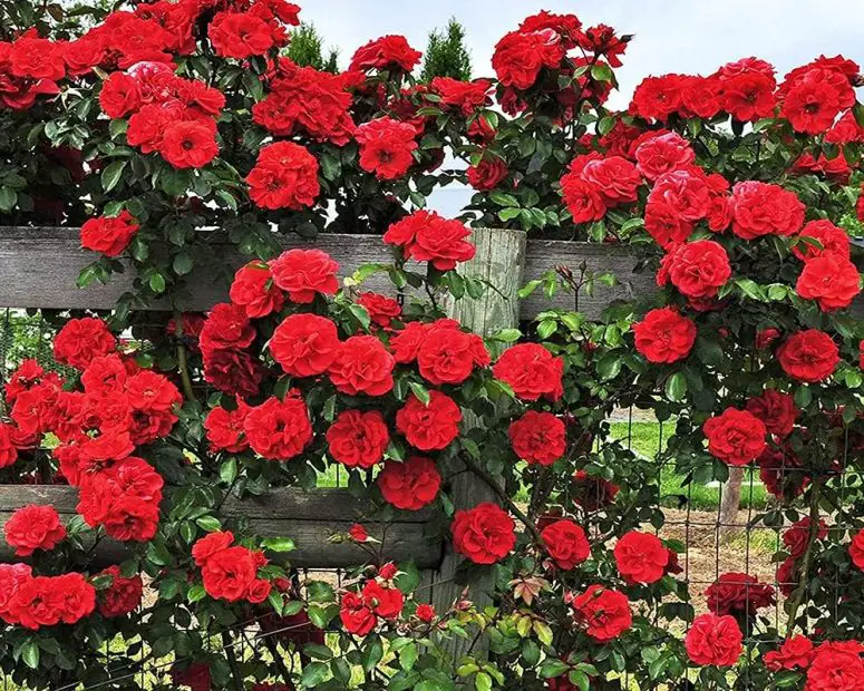 How to Grow Climbing Rose Vines from Seeds