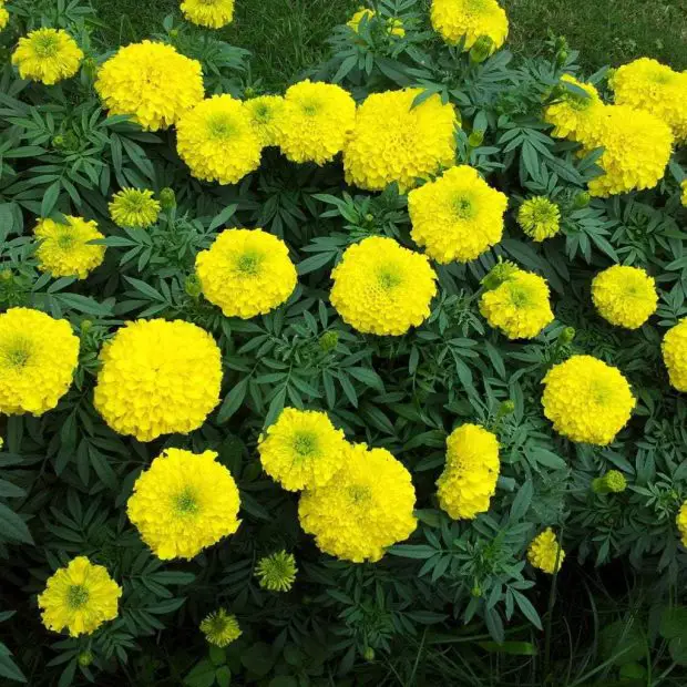 How to Grow Marigolds from Seeds: A Complete Guide