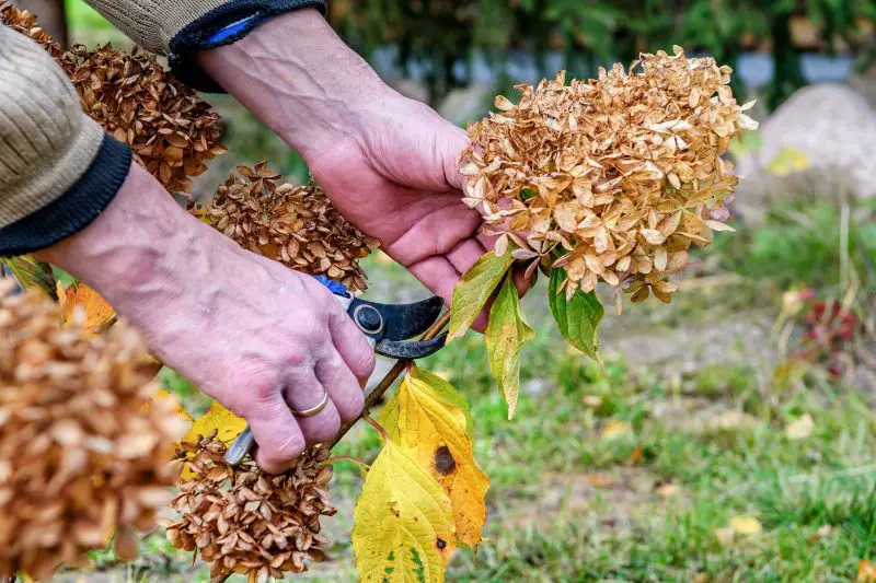 Do You Cut Down Hydrangeas in the Fall