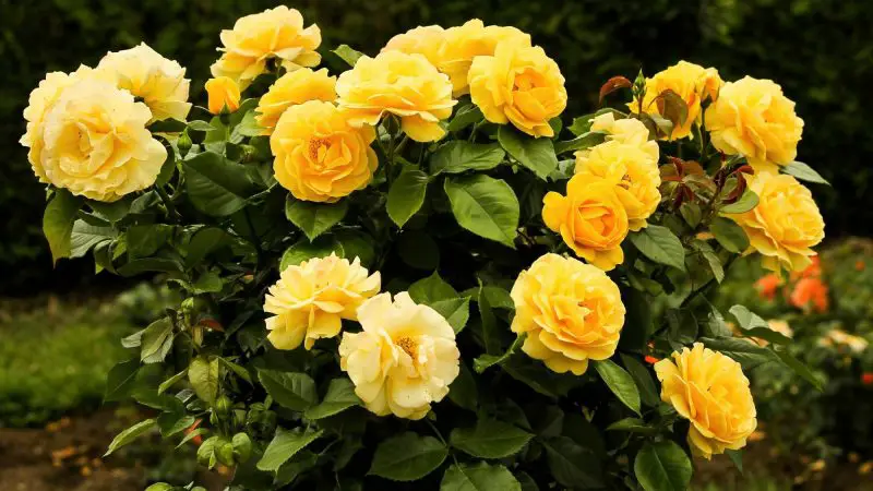 How to Grow Floribunda Roses: A Complete Guide