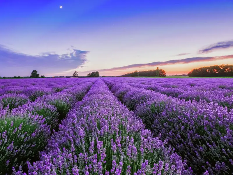 How to Plant Lavender Seeds