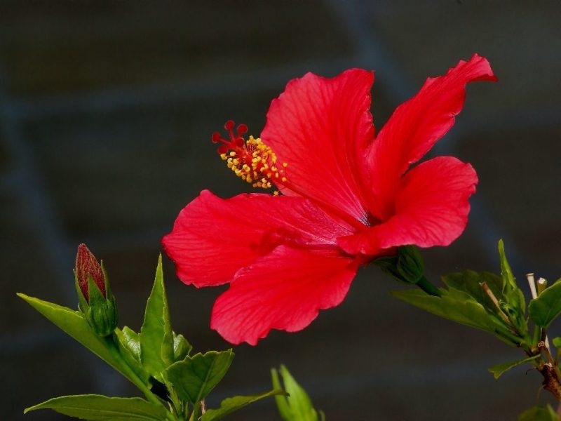How to Care for Hibiscus Plants Indoors and Outdoors Like a Pro