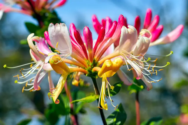 How to Care for Plumeria: Keep Your Tropical Beauty Thriving