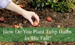 How Do You Plant Tulip Bulbs In The Fall?