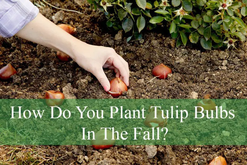 How Do You Plant Tulip Bulbs In The Fall?