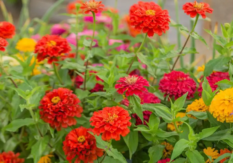 How Late Can You Plant Zinnia Seeds