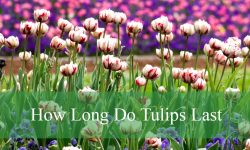 How Long Do Tulips Last After Blooming?